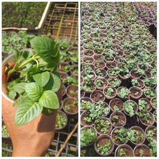 Cây giống rau xá xị (rau quế vị)