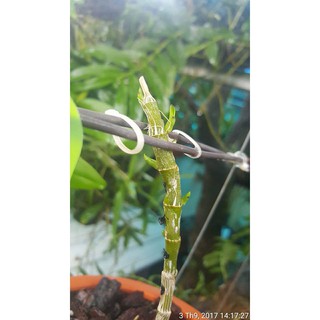 Keo liền sẹo Mỹ( keo đen)