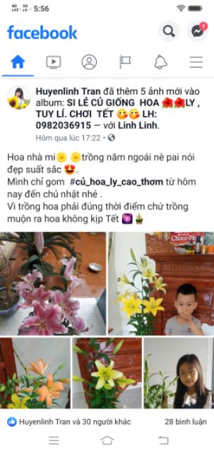 Củ hoa ly cao thơm size 20/22