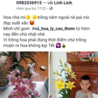 Củ hoa ly cao thơm size 20/22