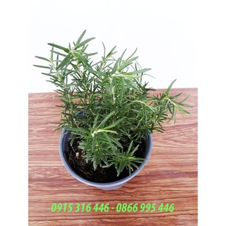 CÂY HƯƠNG THẢO ĐỂ BÀN