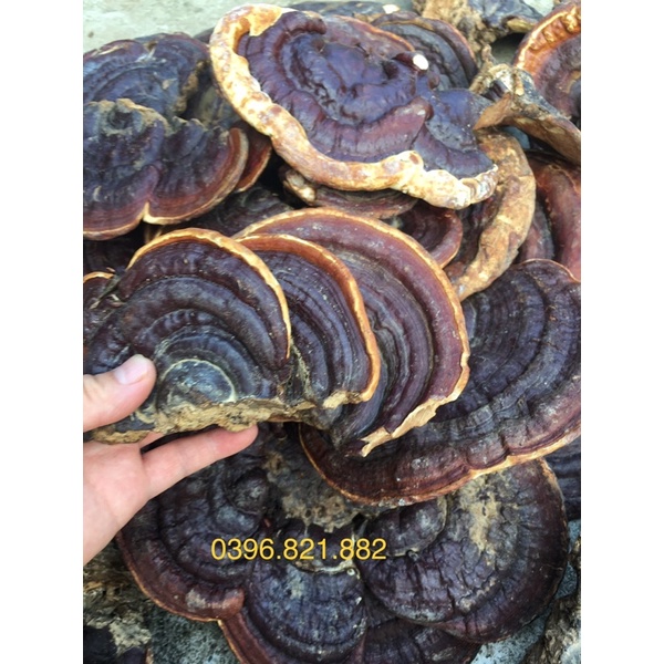 Nấm linh chi chuẩn rừng 1 kg