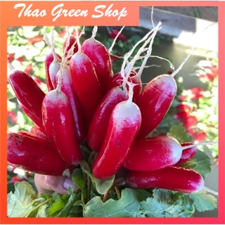 Hạt Giống Củ Cải Đỏ Dài Mini