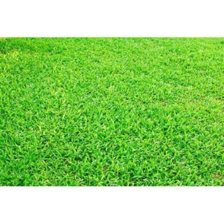 Thảm 3D chụp hình