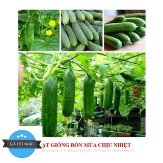 GÓI 10 HẠT GIỐNG DƯA LEO