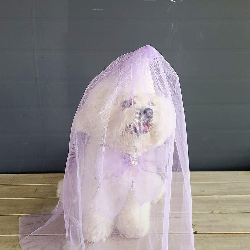 Khăn Quàng Cổ Tam Giác Thắt Nơ Có Thể Điều Chỉnh Cho Cún Cưng