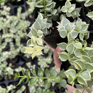 Sedum lá tim