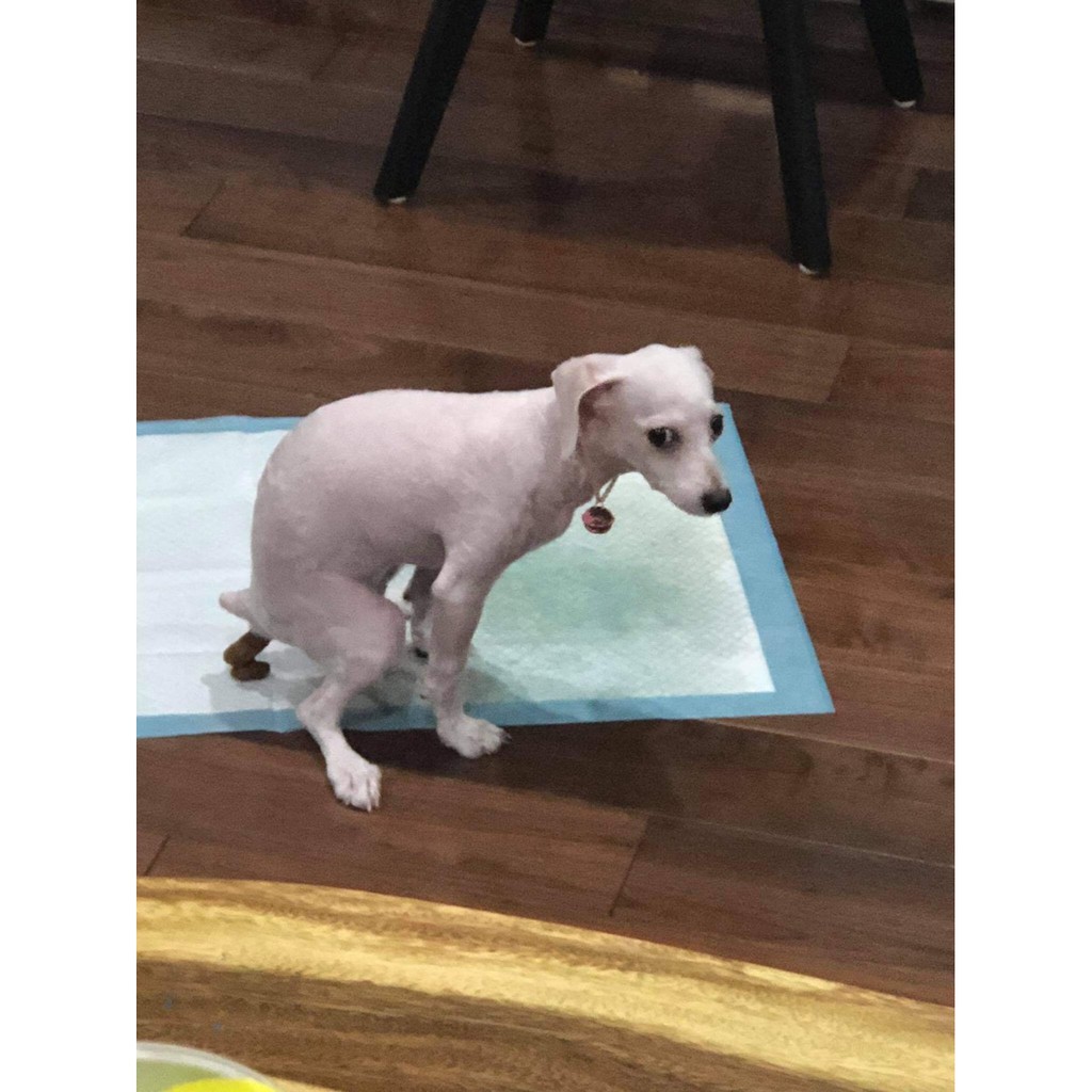 [Mã PET50 giảm 10% - tối đa 50K đơn 250K] Tã Lót cho Chó , Mèo đi vệ sinh trong Khay , Chuồng bằng giấy siêu thấm hút.