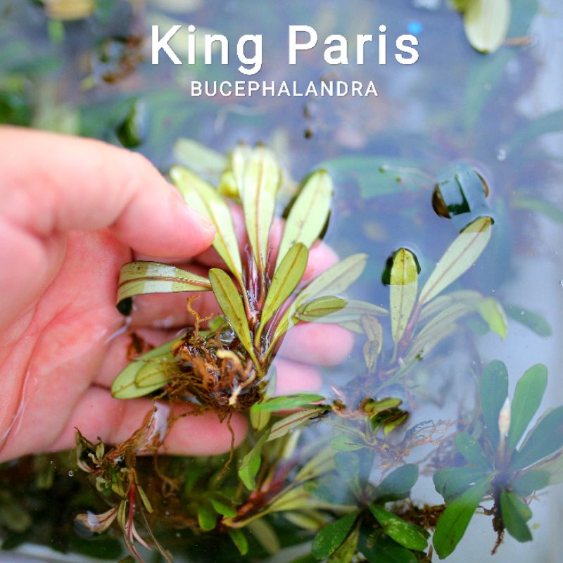 Bucep King Paris | Hàng ngọn | Lá cạn | cây thủy sinh siêu khác biệt