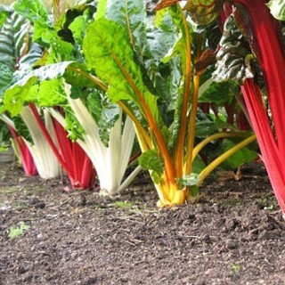 HẠT GIỐNG CẢI CẦU VỒNG ( 30 hạt)