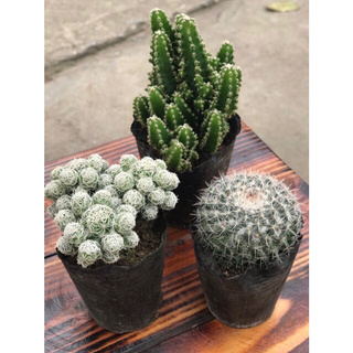 Combo 3 cây xương rồng ( cây gửi khác nhau )