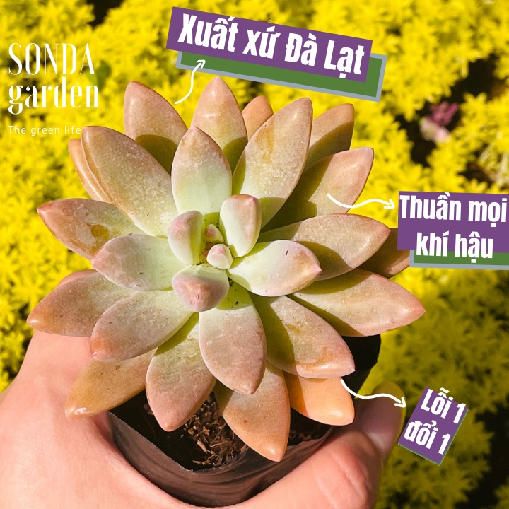 Sen đá pha lê tím SONDA GARDEN size bé 5-8cm, xuất xứ Đà Lạt, khoẻ đẹp, lỗi 1 đổi 1