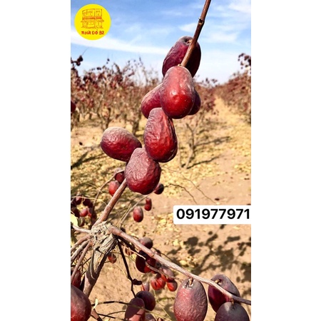Táo đỏ khô Tân Cương - Bụi Nhược Khương & Ngọc Hoà Điền