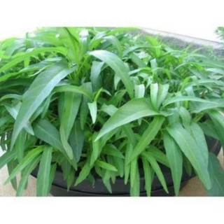 50gr hạt giống rau muống lá tre nảy mầm 98%
