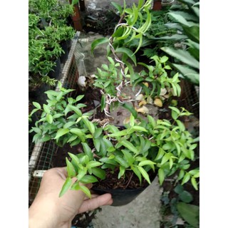 Mai chiếu thủy bonsai