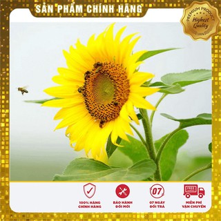 COMBO HẠT GIỐNG SIÊU TIẾT KIỆM LUCKY