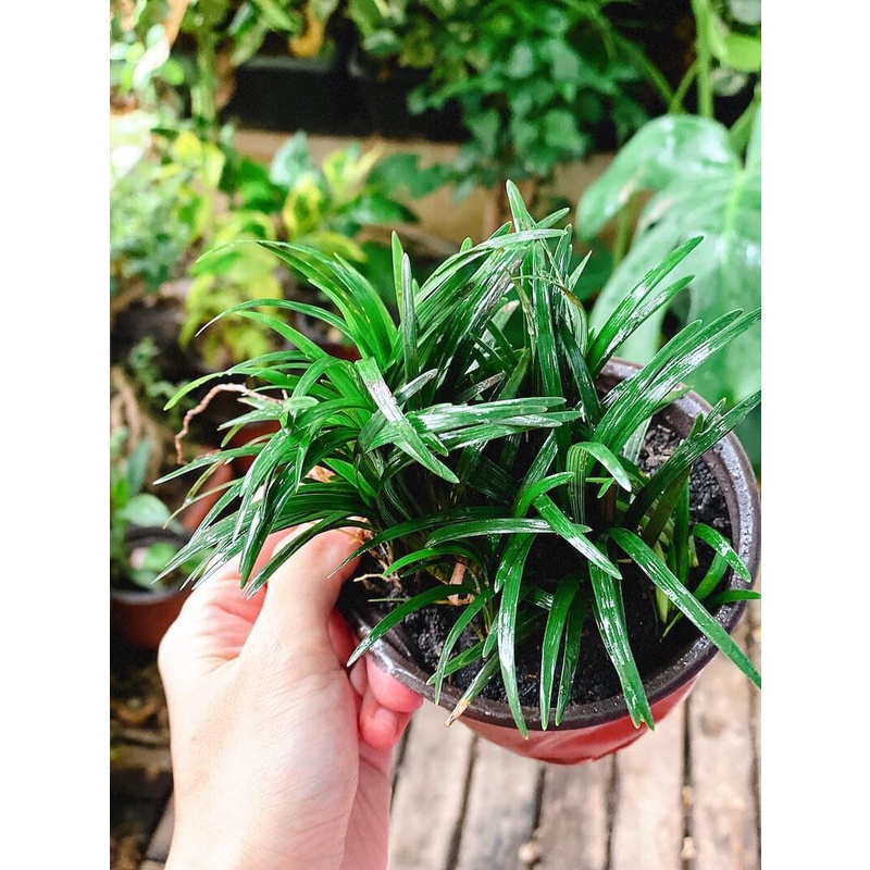 Cây Ophiopogon japonicus Kyoto Dwarf  chậu nhựa