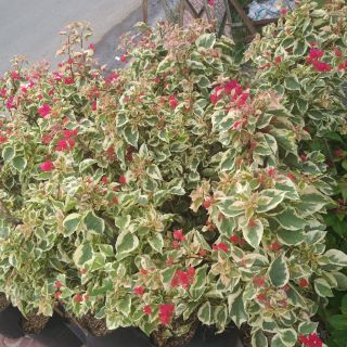 Cây 🌲 Giấy Cẩm Thach đỏ đang hoa Leo ♌ vồm cổng