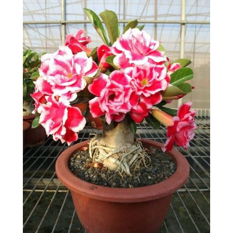 Cây Hoa sứ thái kép nhiều màu