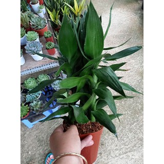 💚 Cây phát tài búp sen💚