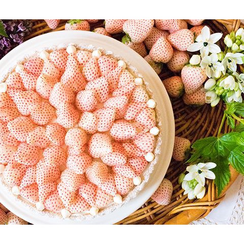 [Đặt trước] DÂU TÂY BẠCH TUYẾT TRỒNG TẠI ĐÀ LẠT