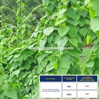 FREESHIP 99K TOÀN QUỐC_30H - HẠT GIỐNG SƯƠNG SÂM LÔNG