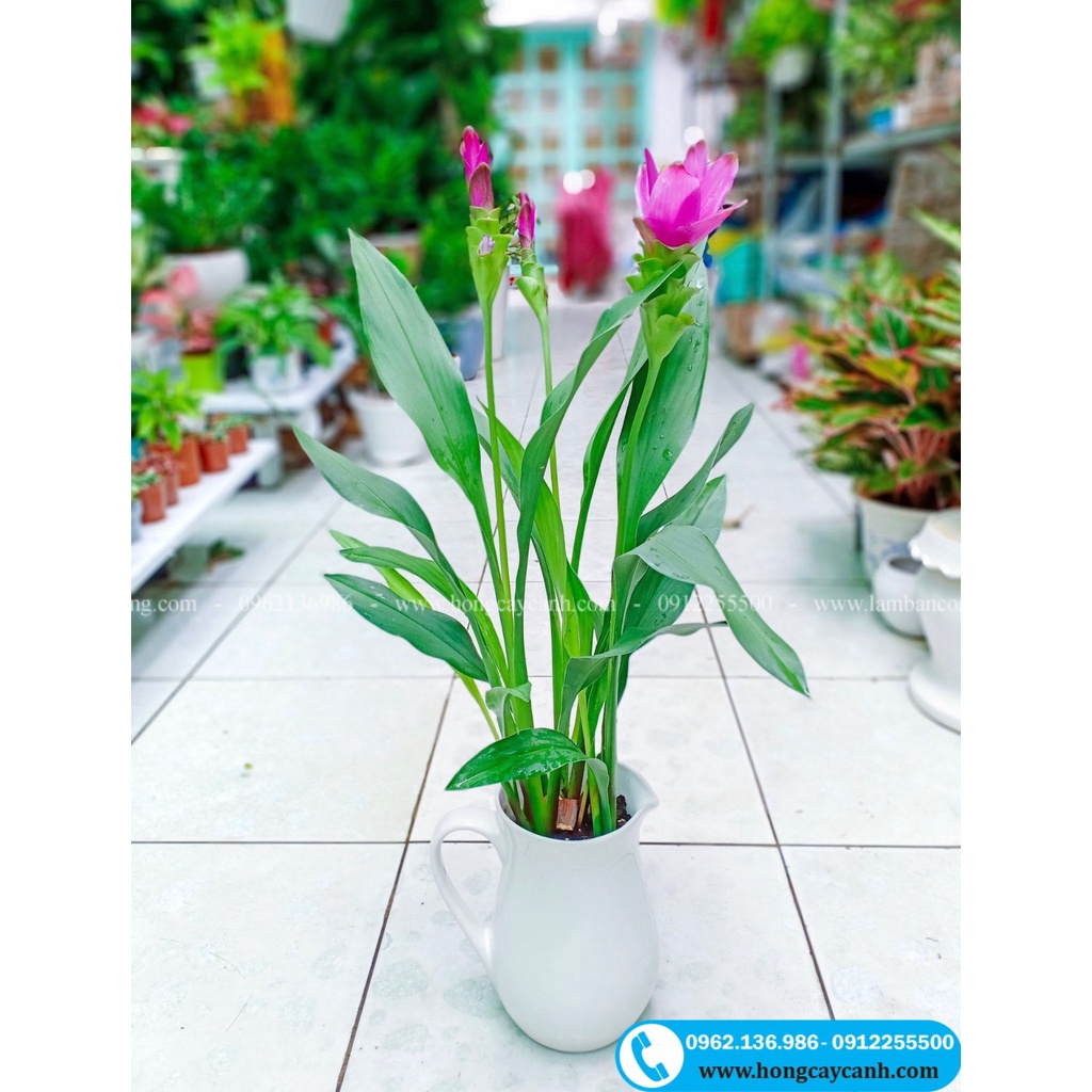 Cây Hoa Nghệ Lá Từ Cô