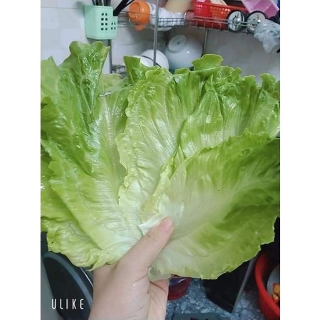 HẠT GIỐNG XÀ LÁCH SANCHU GÓI 5GRAM