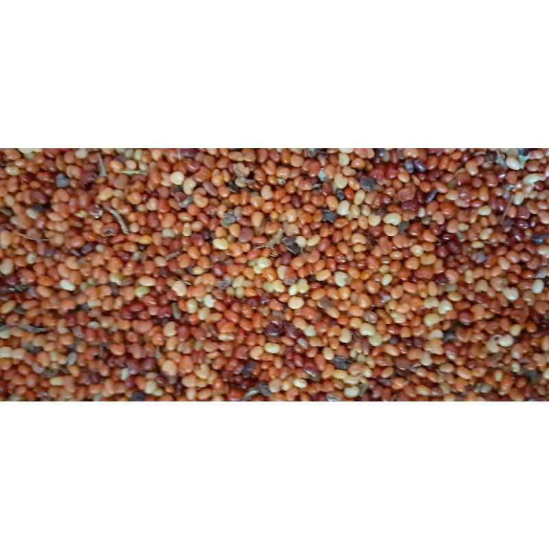 500 gram hạt muồng vàng nhỏ