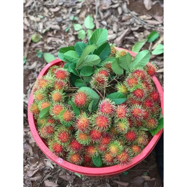 Combo 3kg trái cây bất kỳ chôm chôm chôm thái, ổi nữ hoàng, cam sành vĩnh long, nhãn thái ido.