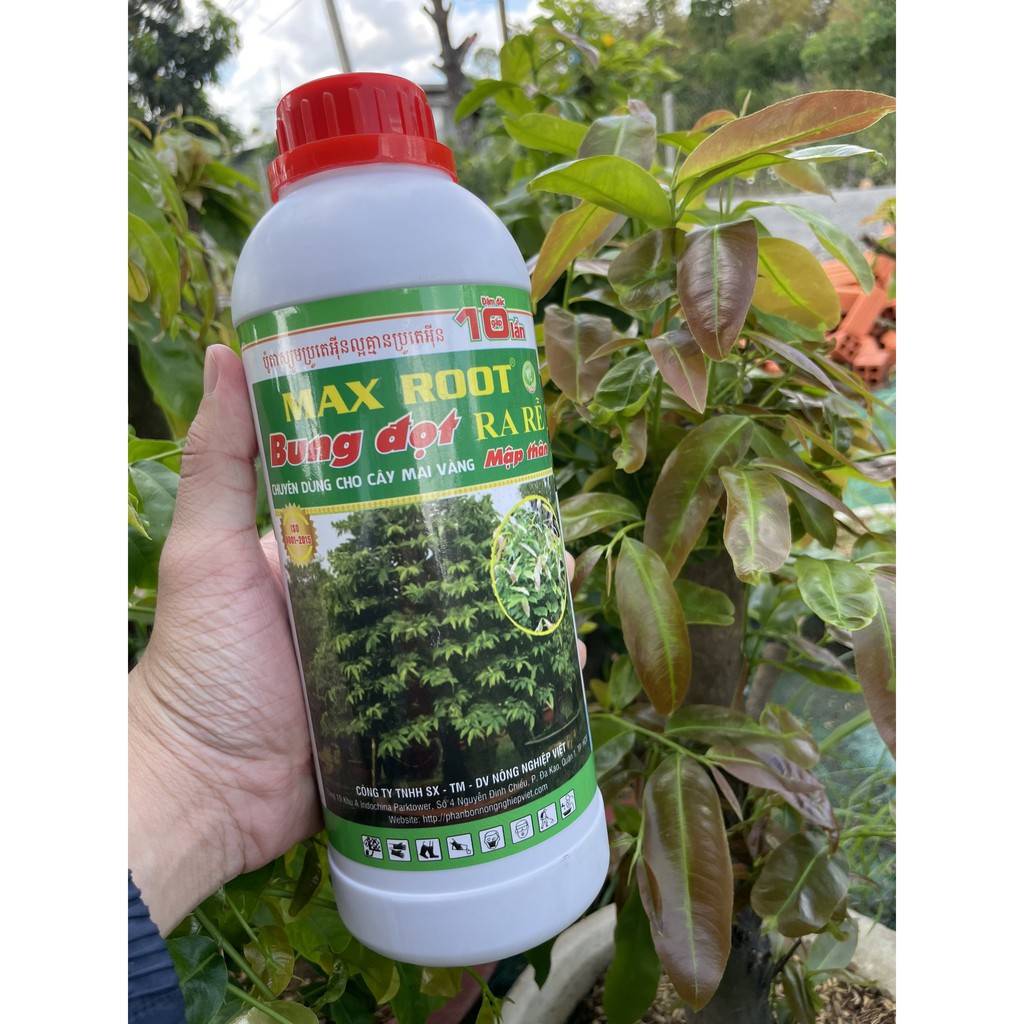 PHÂN BÓN CHO MAI VÀNG BUNG ĐỌT RA RỄ MAX ROOT CHAI 1 LÍT - BUNG TƯỢC MẠNH ĐẺ NHÁNH NHANH, XANH LÁ, DÀY LÁ