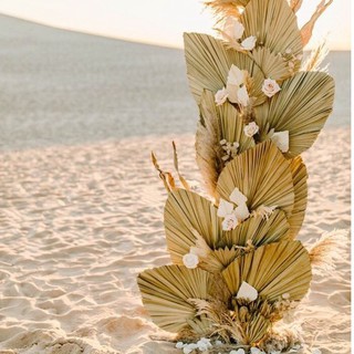 lá cọ khô trang trí phông chụp hình