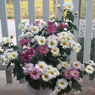 Cúc tiểu thư đổi màu chơi tết 2023