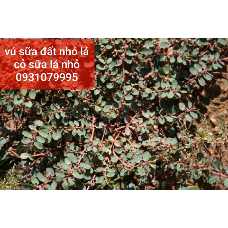 cây vú sữa đất lá nhỏ - cỏ sữa nhỏ lá phơi khô 1kg