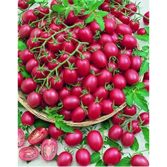 Hạt giống Cà chua hồng - Gói 5 hạt