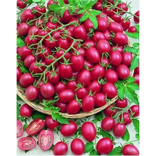 Hạt giống Cà chua hồng - Gói 5 hạt