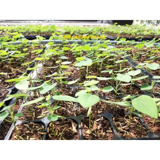 Hạt giống cây sương sâm lông gói 30 hạt
