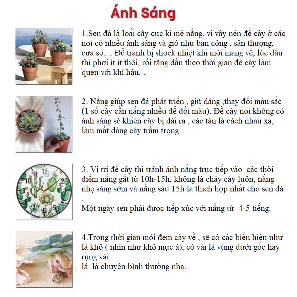combo 16 cây sen đá vỉ vip mix các loại (size mini)❌ FREE SHIP ❌ xuất xứ Đà Lạt, đã thuần khí hậu