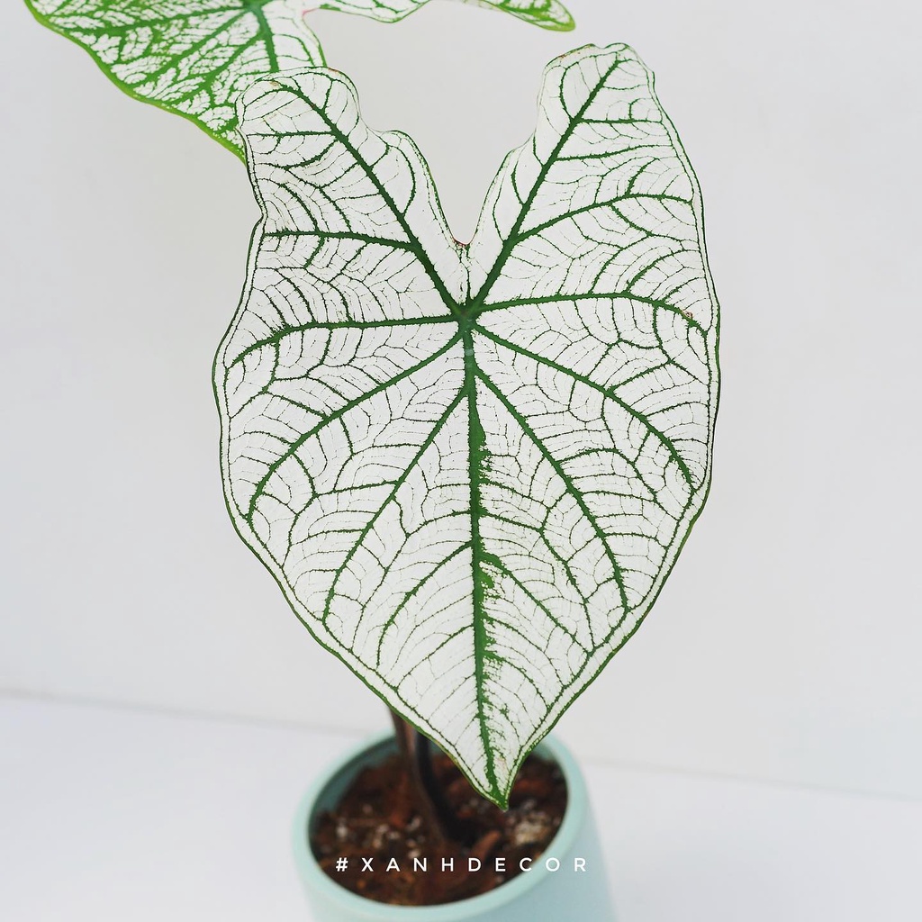 Cây Caladium White Christmas