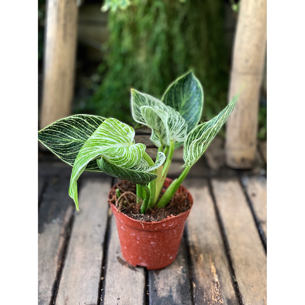 Cây Philodendron Birkin (Trầu Bà Birkin, Trầu Bà Kim Cương) chậu nhựa