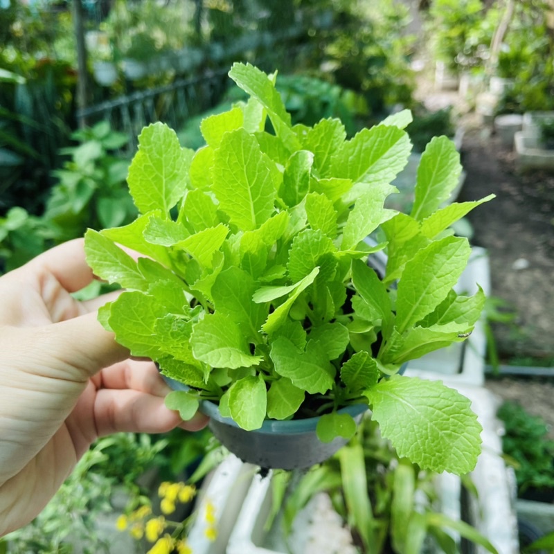 Cây Giống Cải Xanh - Vườn Ươm Thái Ngân
