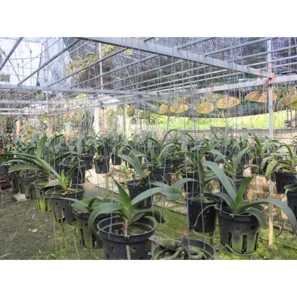 Phân trùn quế viên nén 1kg tan chậm cao cấp, phân bón chuyên dùng cho hoa lan, cây cảnh, bon sai, rau màu.