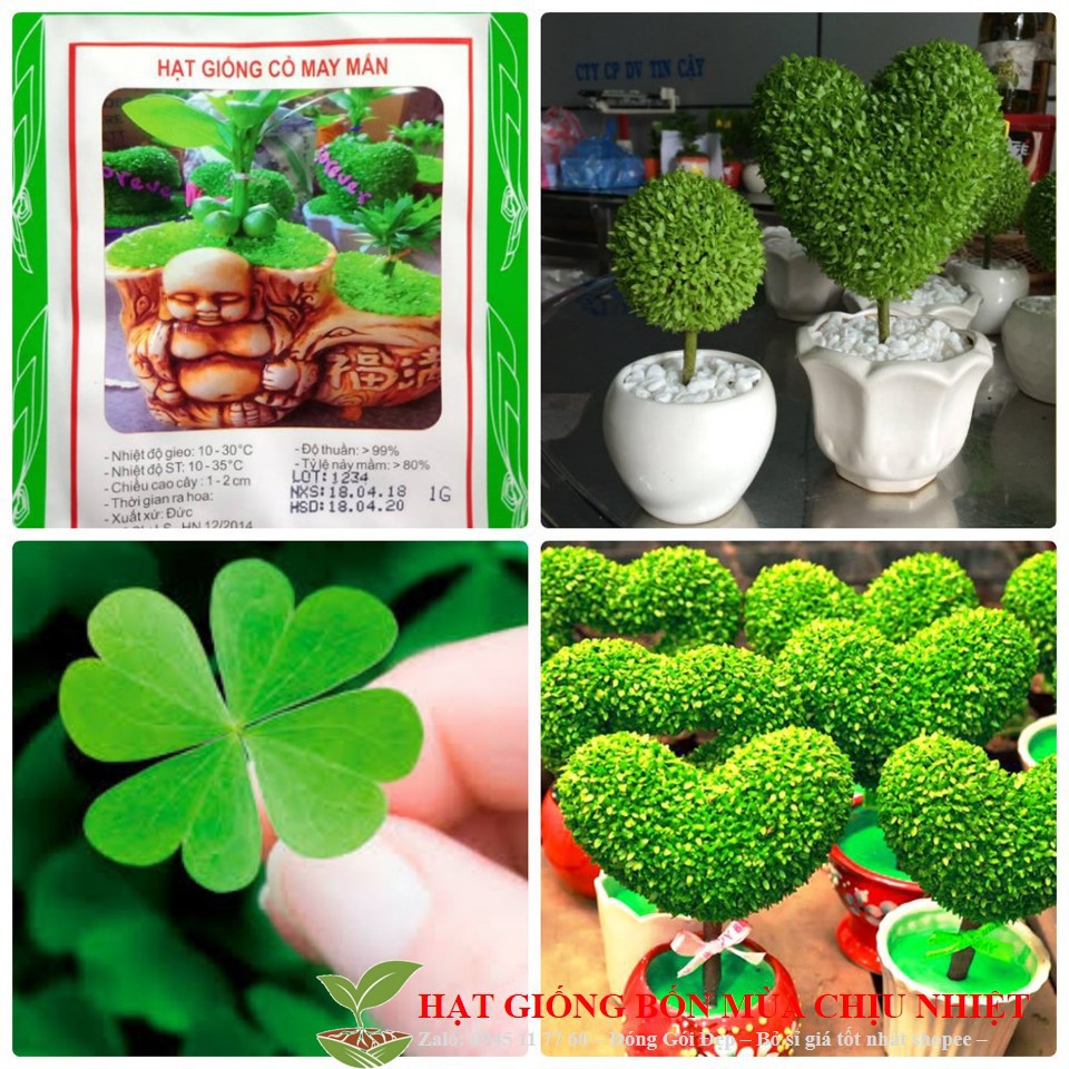 Hạt giống Cỏ May Mắn - 50 Hạt luckyseed hạt siêu rẻ