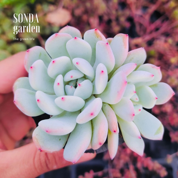 Sen đá cúc đầu đỏ SONDA GARDEN size bé 5-8cm, xuất xứ Đà Lạt, khoẻ đẹp, lỗi 1 đổi 1