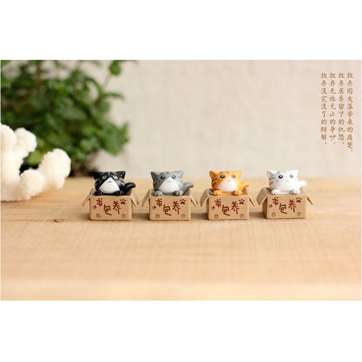 Mèo con tìm chủ mới về trang trí vườn cây, tiểu cảnh miniature