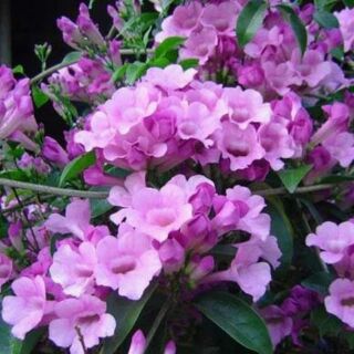 Cây giống Lan tỏi xua đuổi rắn, muỗi, côn trùng