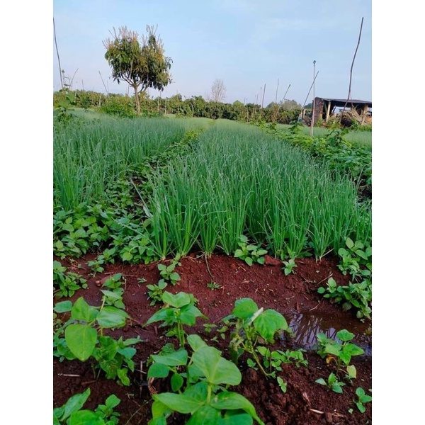 100Gram - Hạt giống Hành Ống Nhập khẩu - Ảnh Thật nảy mầm 85%