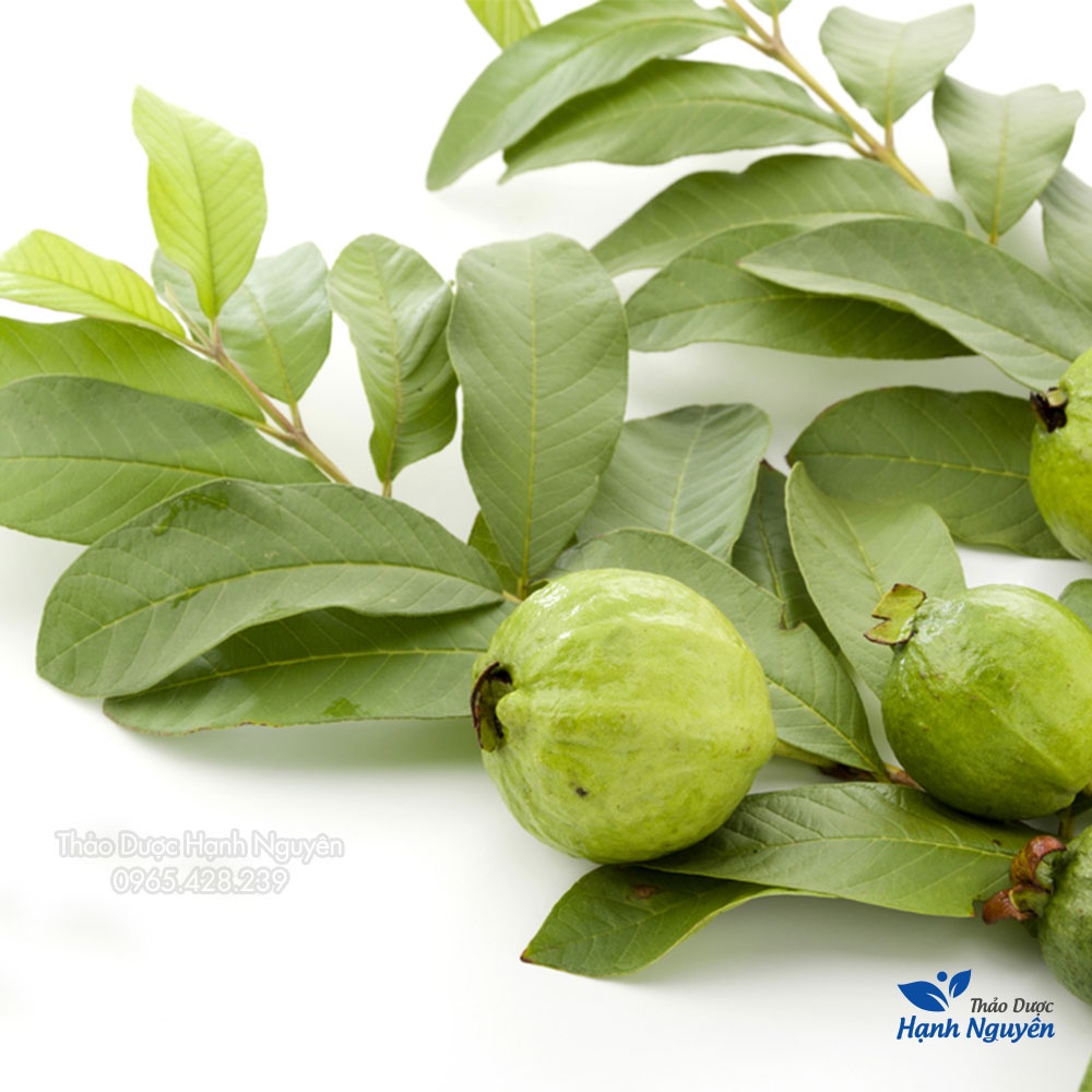 Lá ổi khô giảm cân 500g (Đọt ổi khô, lá ổi non, trà ổi giảm cân) - Thảo Dược Hạnh Nguyên