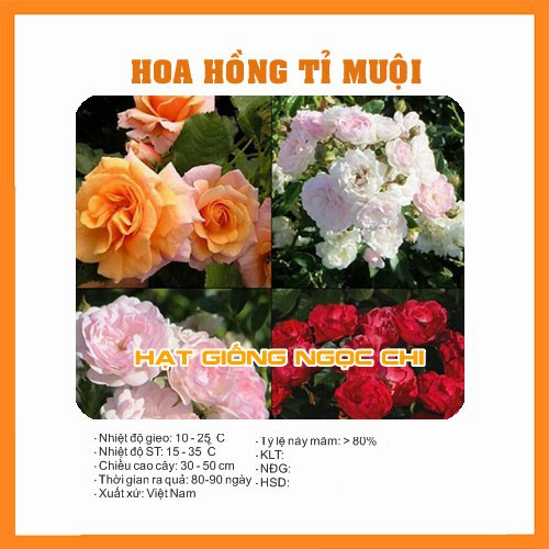 Hạt Giống Hoa Hồng Tỉ Muội - 20 Hạt