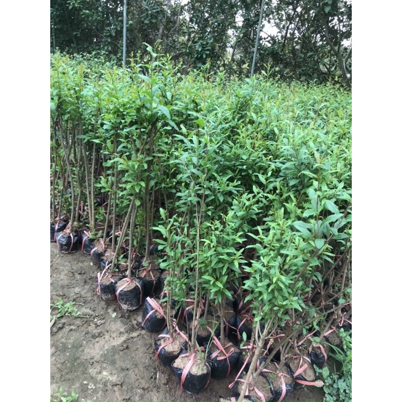 cây gio ga lựu đỏ Ấn Độ